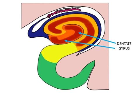 dentate gyrus|dentate gyrus definition.